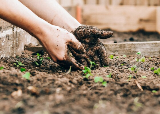 Upton St James Receives Horticultural Grant